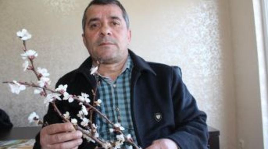 Kayısıda Don Riski