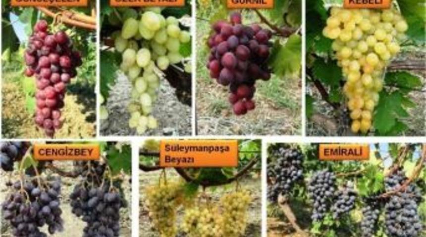 Tekirdağ&rsquo;ın 7 &Ccedil;eşit Sofralık &Uuml;z&uuml;m&uuml; Tescil Edildi