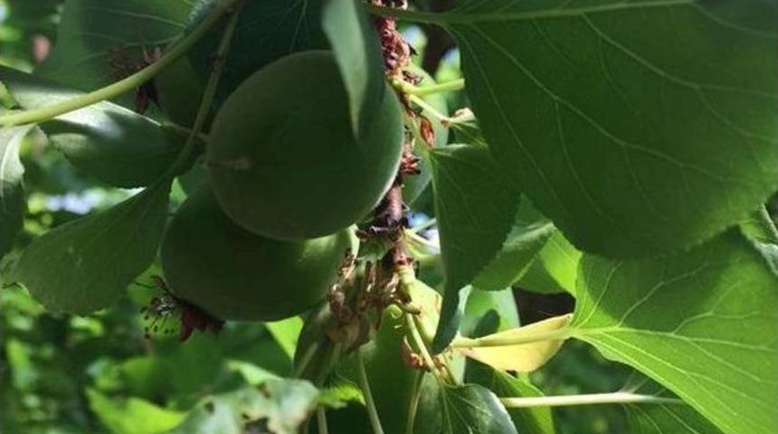 Kayısıda 90 Bin Ton Rekolte Beklentisi