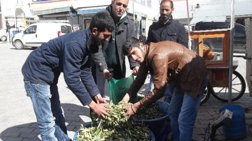 G&uuml;lbahar Bitkisi Tezgahlarda Yerini Aldı