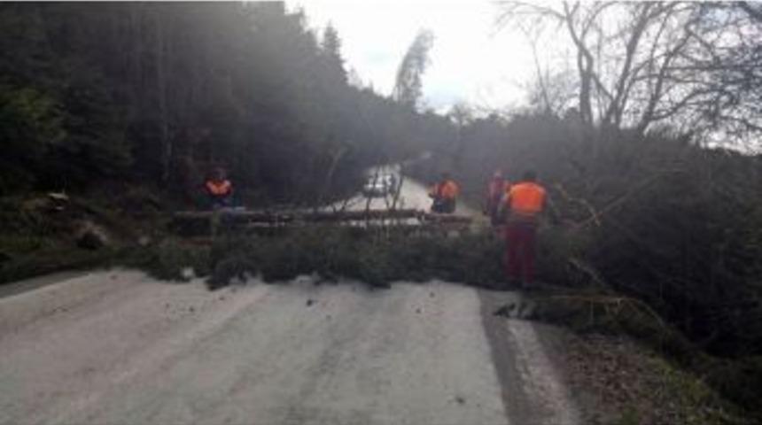 G&ouml;lc&uuml;k Yolunda Yıkılma Tehlikesi Olan Ağa&ccedil;lar Kesiliyor