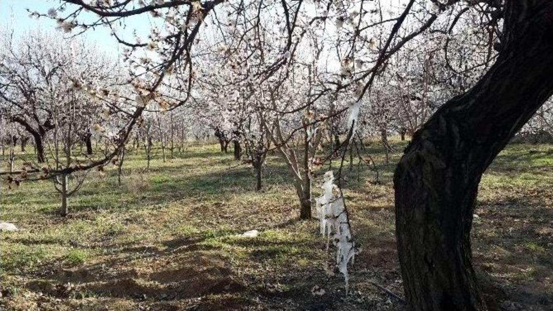 Kayısıyı Don Vurdu