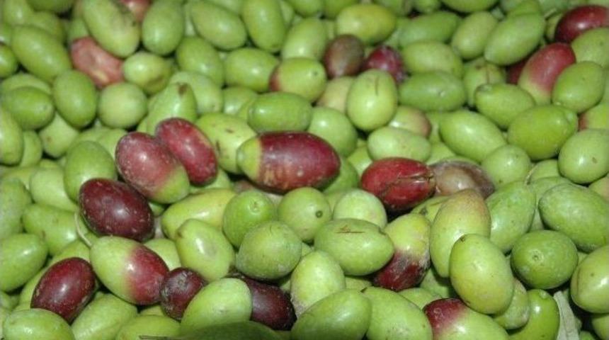 Balıkesir&rsquo;de Alımların Durması Zeytinyağı &Uuml;reticisini Vurdu