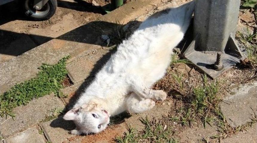 Yalova&rsquo;da Hayvan Katliamı