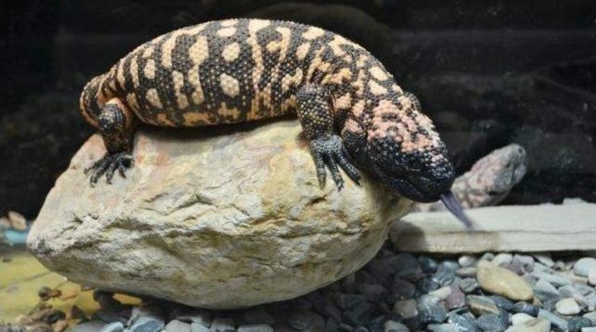 D&uuml;nyanın En Zehirli S&uuml;r&uuml;ngeni &lsquo;gıla Canavarı&rsquo; İlgi Odağı Oldu