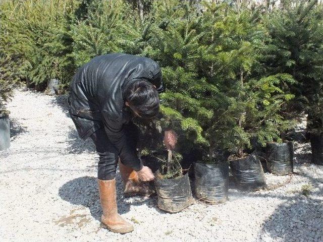 Van&rsquo;da Fidan Satışları Başladı 1
