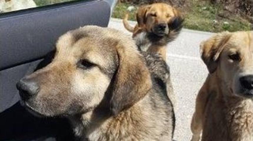 Başıboş K&ouml;pekler Yoldan Ge&ccedil;en Ara&ccedil;lardan Yiyecek Bekliyor