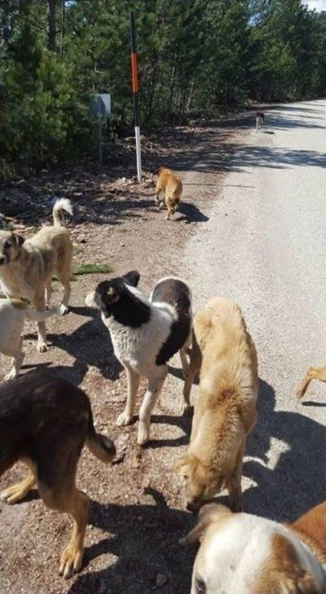 Başıboş Köpekler Yoldan Geçen Araçlardan Yiyecek Bekliyor