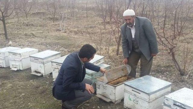 Van’da Arılar Kış Uykusundan Uyandı