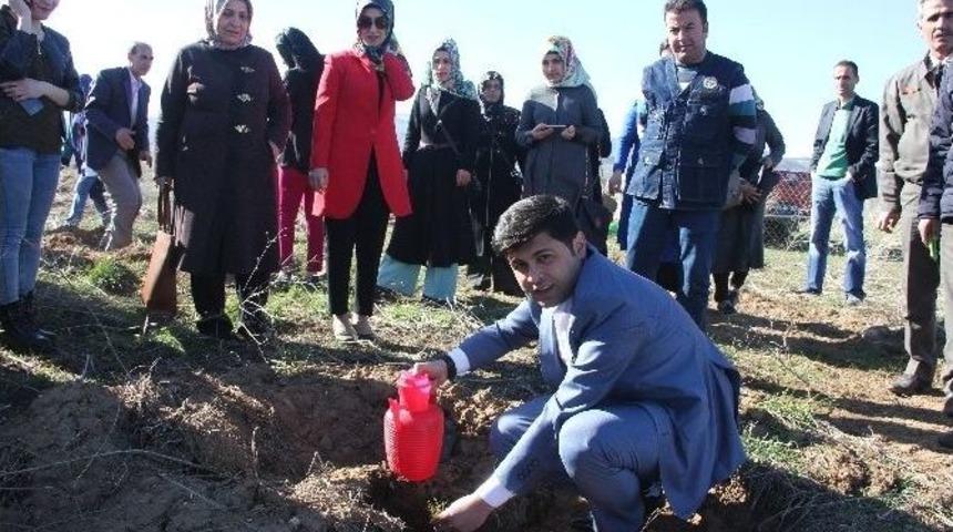 Şehitler Anısına Fidan Dikildi