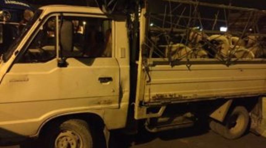Jandarmadan &Ccedil;alıntı Hayvan Operasyonu
