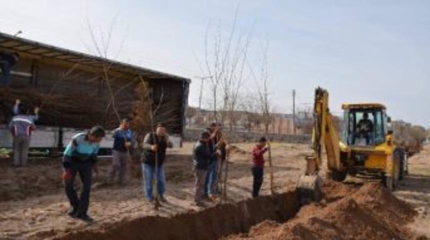 G&uuml;lşehir&rsquo;de Ağa&ccedil; Dikimi Ve Temizlik &Ccedil;alışmaları Yapılıyor