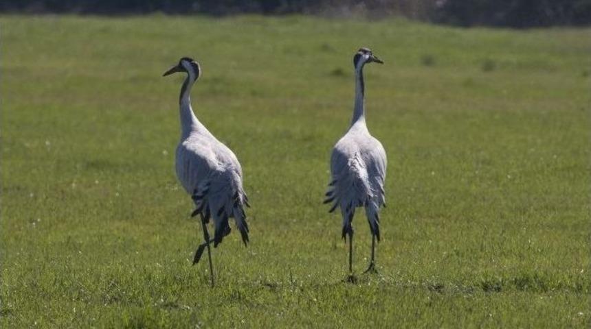 Kızılırmak Deltası&rsquo;nda Turna Sesleri