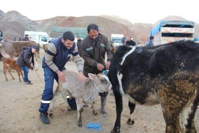 Besiciler Yem Fiyatlarından Yana Dertli