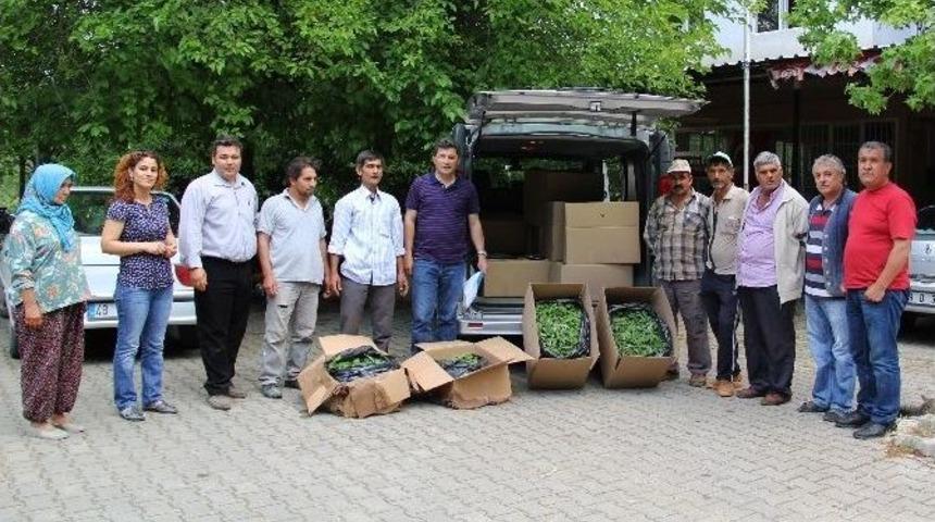 70 Bin Ada&ccedil;ayı Ve Kekik Fidesi Dağıtıldı