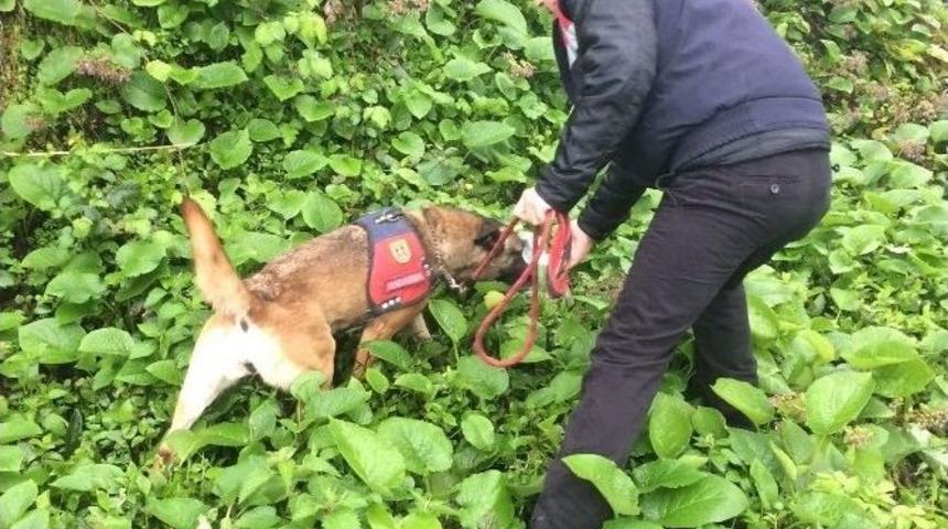 Jandarma Araziye G&ouml;m&uuml;l&uuml; 30 Bin Liralık Uyuşturucu Ele Ge&ccedil;irdi