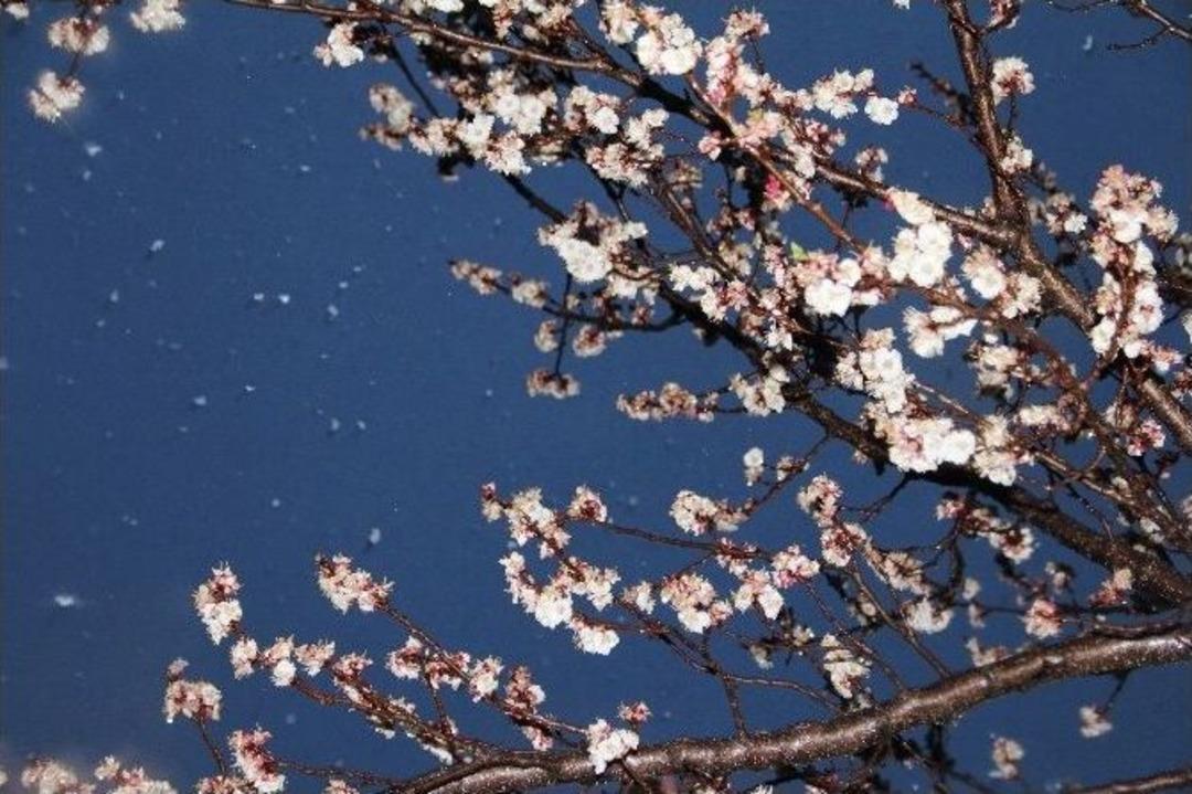 Iğdır&rsquo;da &Ccedil;i&ccedil;ek A&ccedil;an Kayısı Ağa&ccedil;larına Kar Yağdı