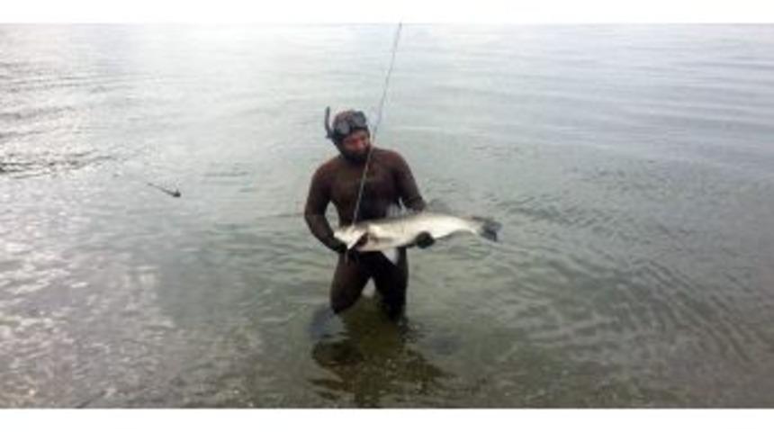 Bandırma&rsquo;da 1 Metrelik Levrek Yakalandı