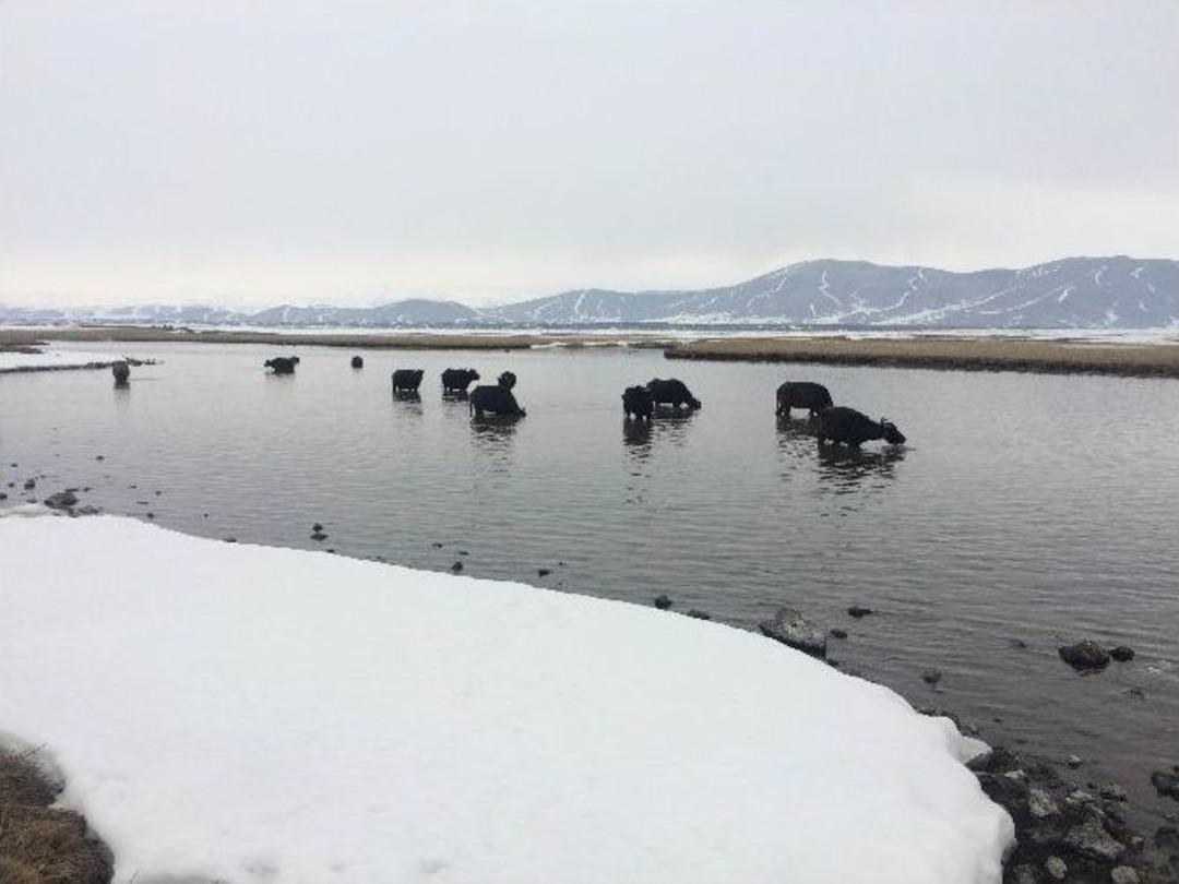 Mandalar Yaz Kış Su İ&ccedil;erisinden Taze Ot Yiyor