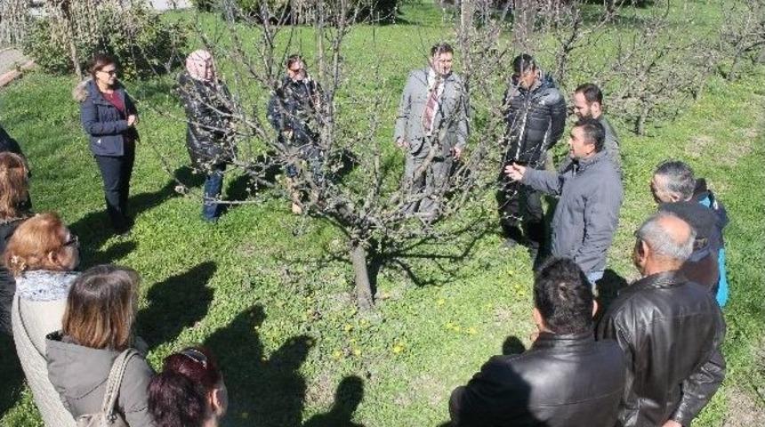 Dernek &Uuml;yelerine Budama Ve Aşılama Eğitimi Verildi