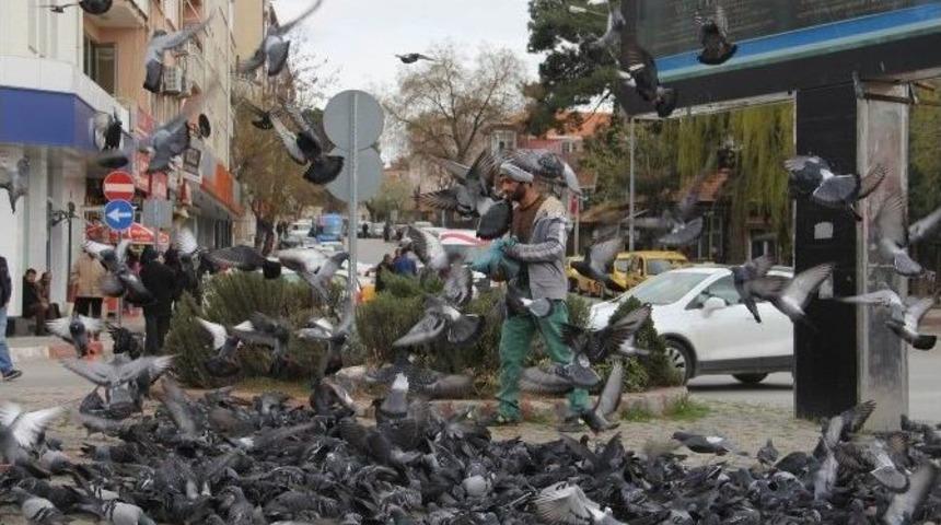 Haftalık Alınca G&uuml;vercinleri Besliyor