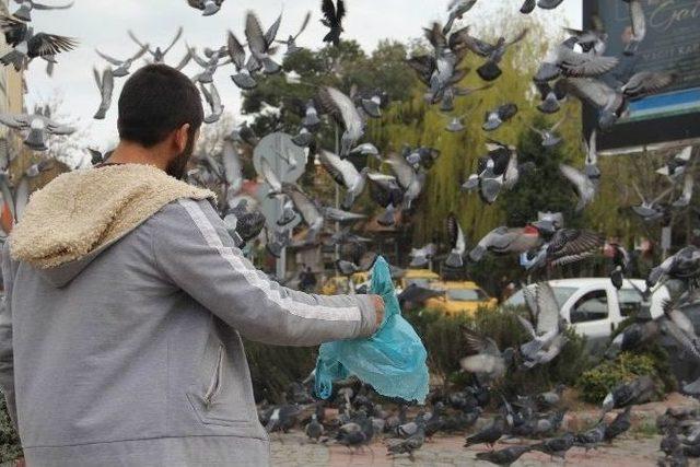 Haftalık Alınca Güvercinleri Besliyor