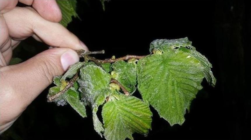 Kibar: "orta Ve Y&uuml;ksek Kesimlerde Don Oldu&rdquo;