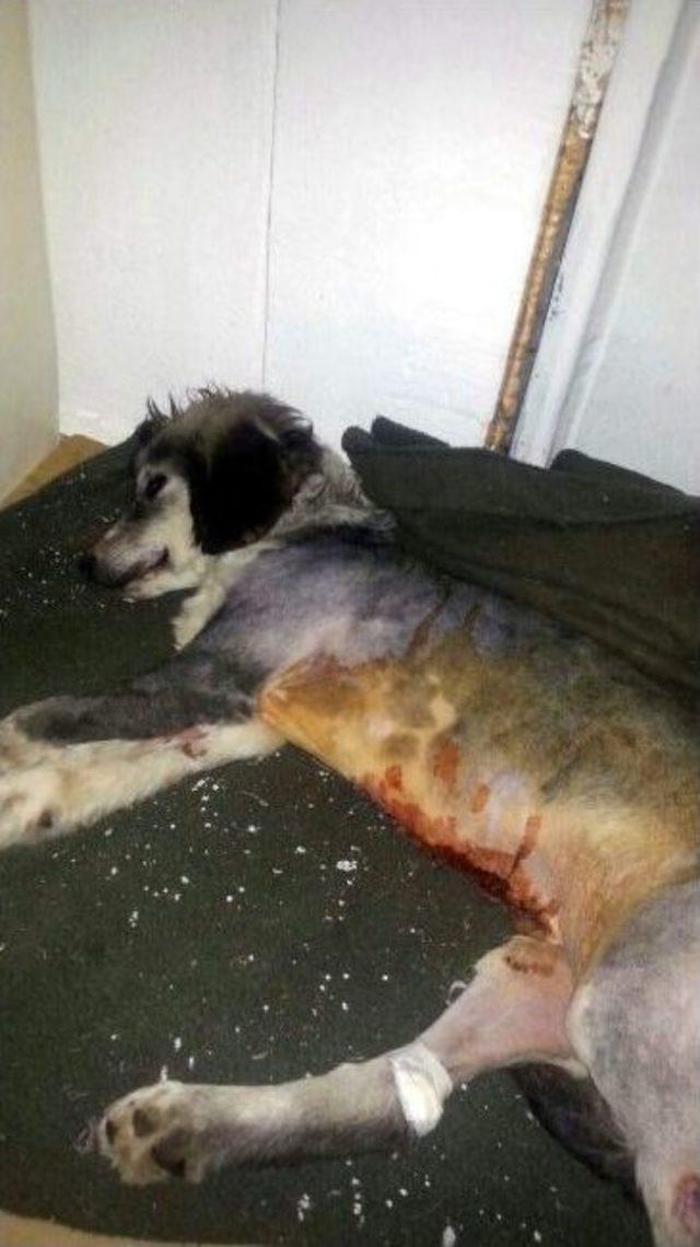 Cami Bah&ccedil;esinde Toplanan Yardımlar Bu Kez &rsquo;fındık&rsquo; İ&ccedil;in 3