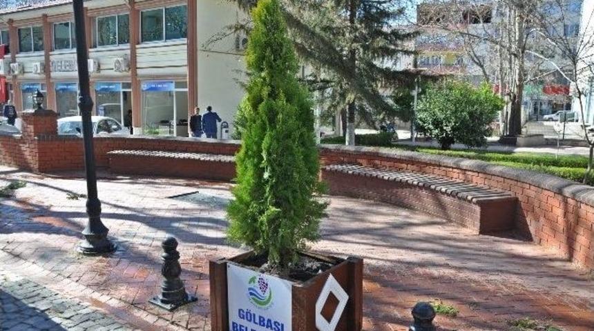 Mazı Ağa&ccedil;ları &Ccedil;arşıyı S&uuml;sleyecek