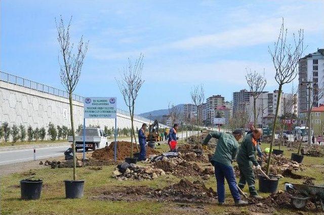 Trabzon’da Hocalı Katliamı Ve Şehitler Anısına Hatıra Ormanı Oluşturuldu