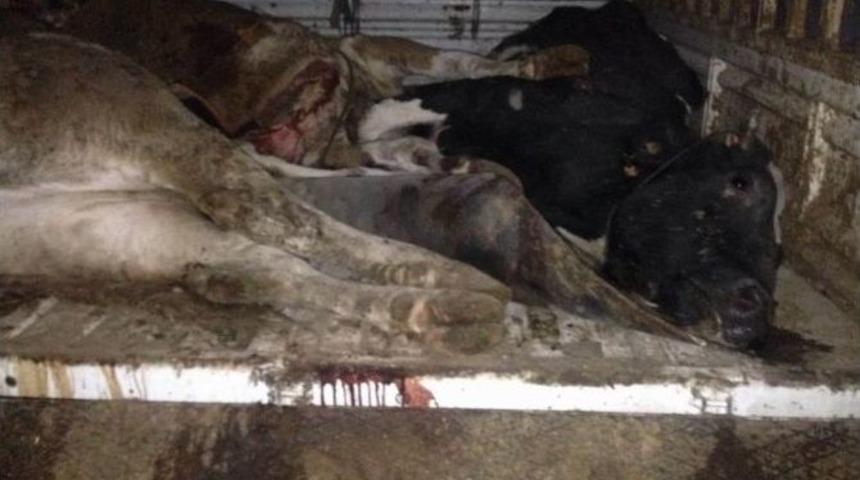 &Ouml;l&uuml; Hayvanları Kasaplara Satamadan Yakalandı