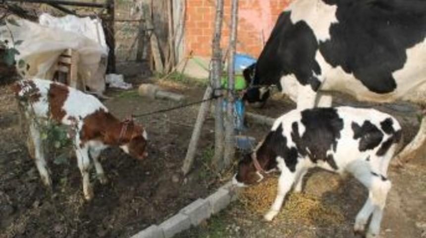 İcradan Satılık İnek