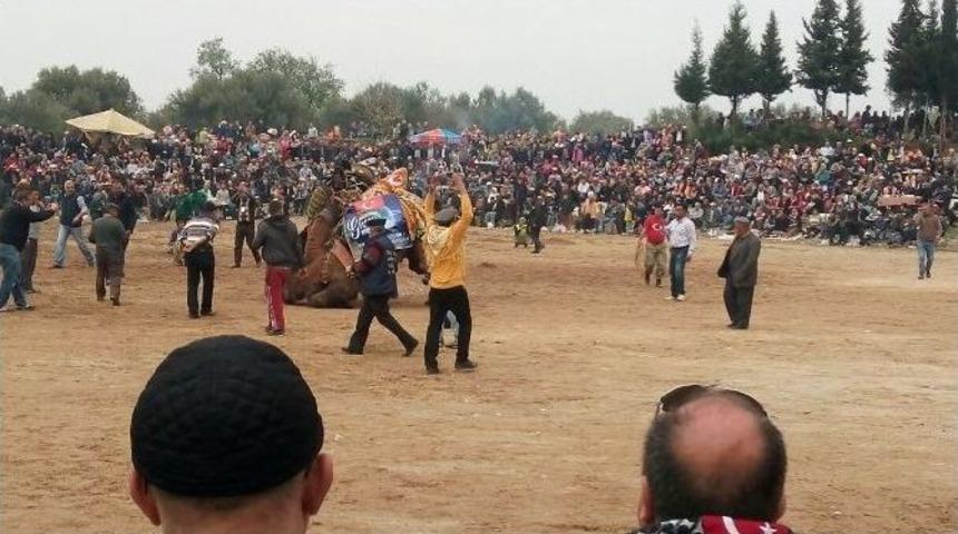 Deve G&uuml;reşlerinde Birincilik &Ouml;d&uuml;l&uuml; Paylaşıldı