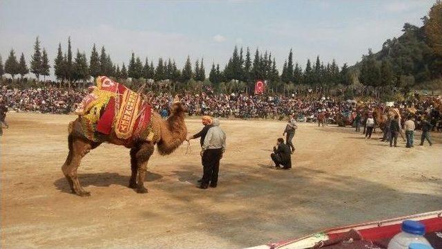 Deve Güreşlerinde Birincilik Ödülü Paylaşıldı