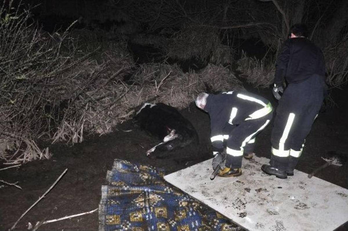 Bataklığa Saplanan İneği İtfaiye Kurtardı