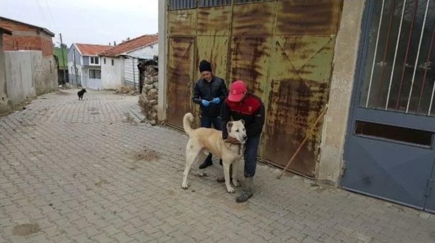 Malkara&rsquo;da Kedi Ve K&ouml;peklere Kuduz Aşısı Kampanyası