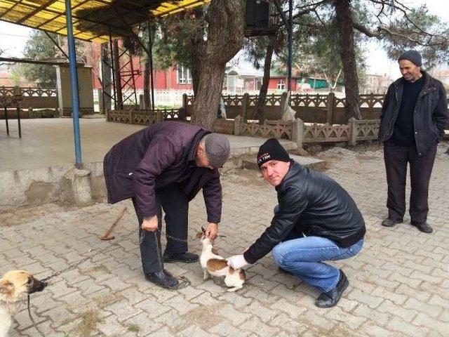 Malkara&rsquo;da Kedi Ve K&ouml;peklere Kuduz Aşısı Kampanyası 1