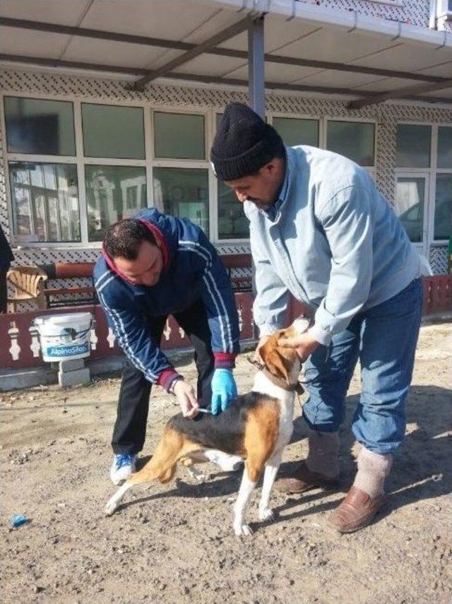 Malkara&rsquo;da Kedi Ve K&ouml;peklere Kuduz Aşısı Kampanyası 2
