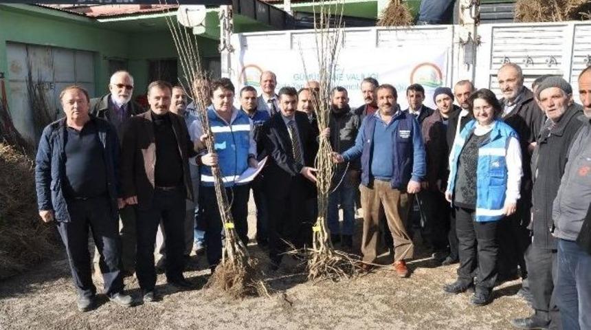 G&uuml;m&uuml;şhane&rsquo;de &Ccedil;ift&ccedil;ilere Meyve Fidanı Dağıtımı Yapıldı