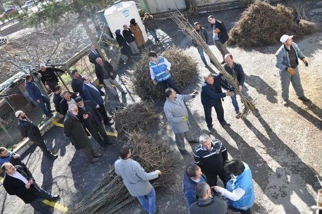 G&uuml;m&uuml;şhane&rsquo;de &Ccedil;ift&ccedil;ilere Meyve Fidanı Dağıtımı Yapıldı 1