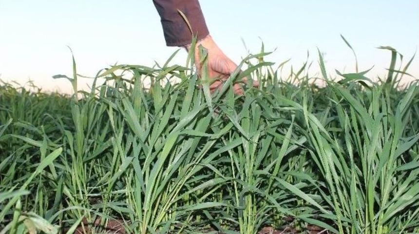 Adıyaman&rsquo;da Ekinler Boy Verdi