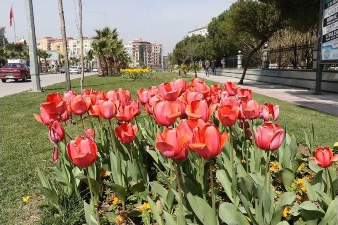 Manisa&rsquo;da Lale Devri Başladı