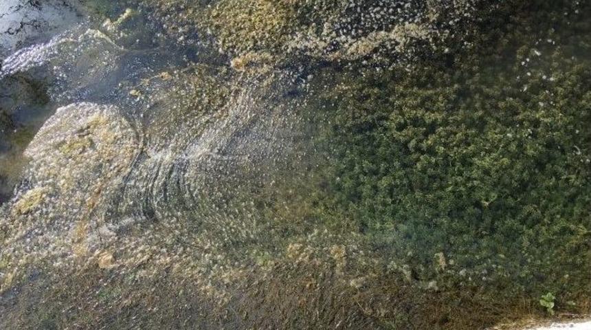 Sivrisinekle "balıklı" M&uuml;cadele