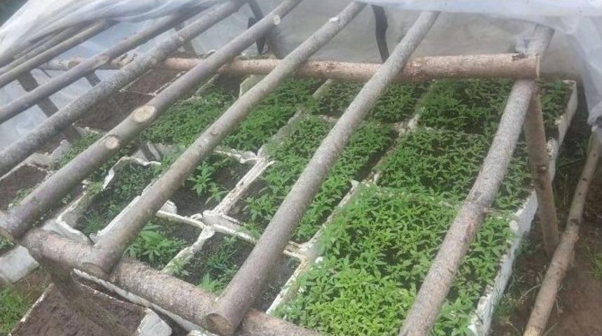 Serada Hint Keneviri Ele Ge&ccedil;irildi