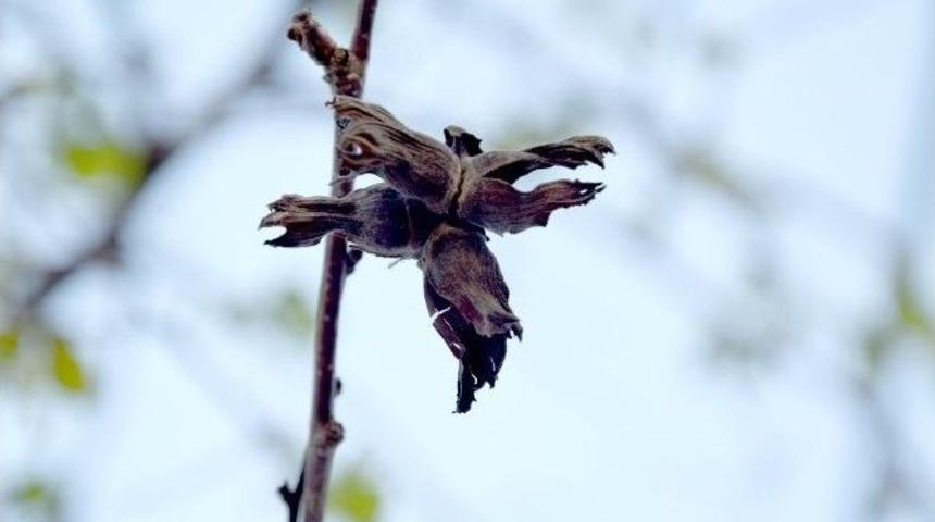 &Uuml;reticinin Umudu &ldquo;fındık" Yandı