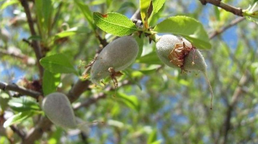 Araban&rsquo;da Yılın İlk Badem &Ccedil;ağlası Kilosu 10 Tl&rsquo;den Pazara İndi