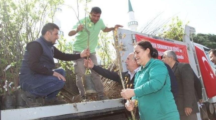 Gaziemir&rsquo;de 3 Bin Meyve Fidanı Dağıtıldı