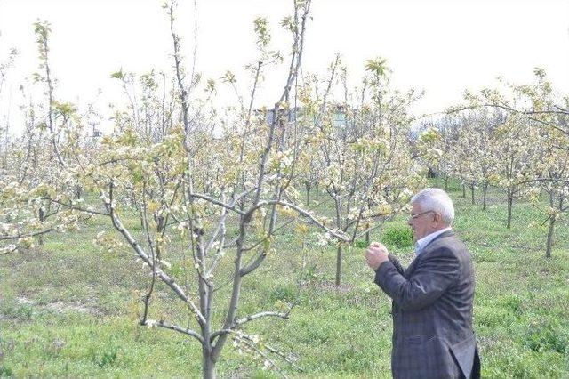 Kırağı Meyve Bahçelerini Vurdu