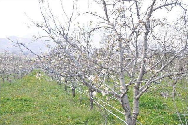 Kırağı Meyve Bahçelerini Vurdu