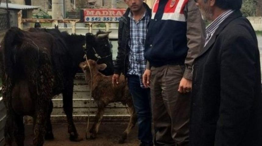 Bir Gitti, İki Geldi